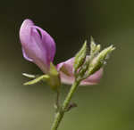 Downy milkpea